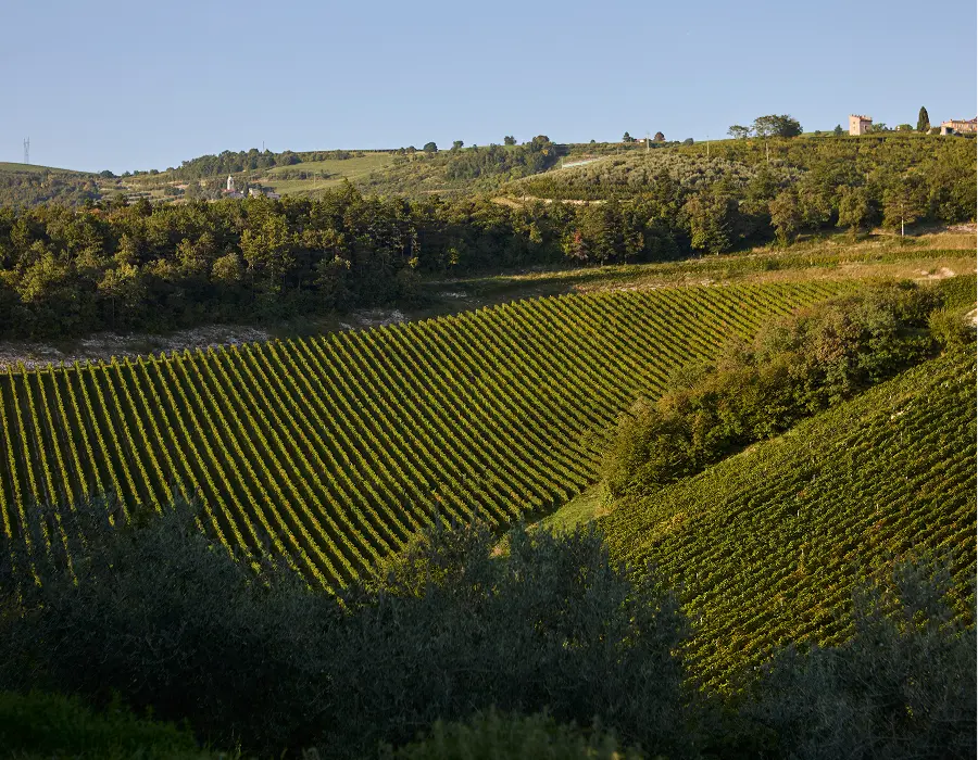 collina del vigneto ansari