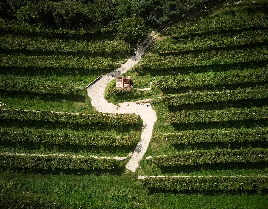 vigneto monte olmi dall'alto