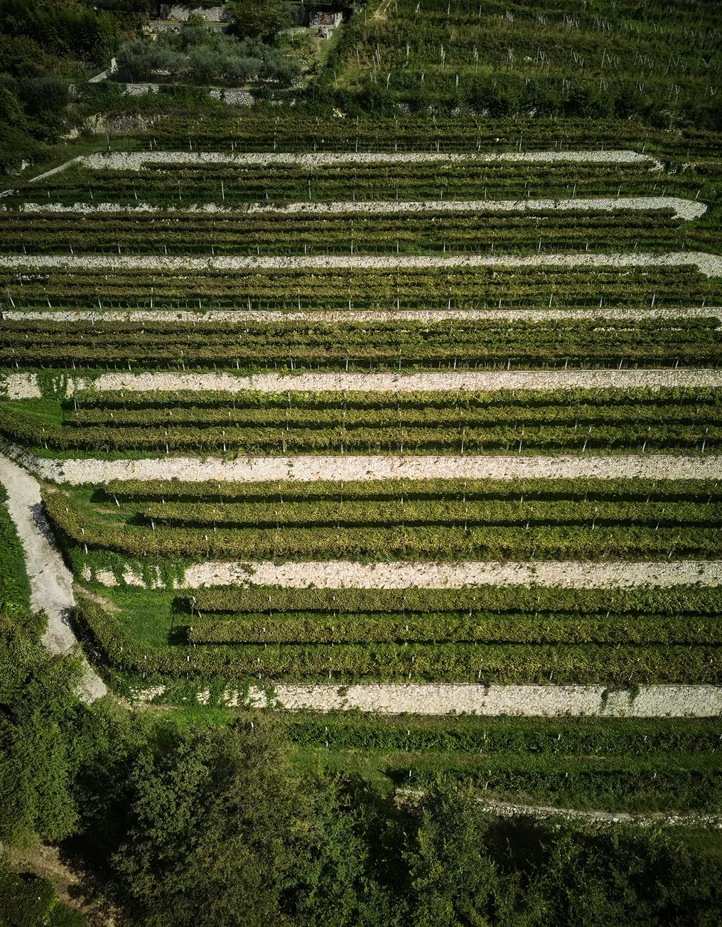 vigneto visto dall'alto