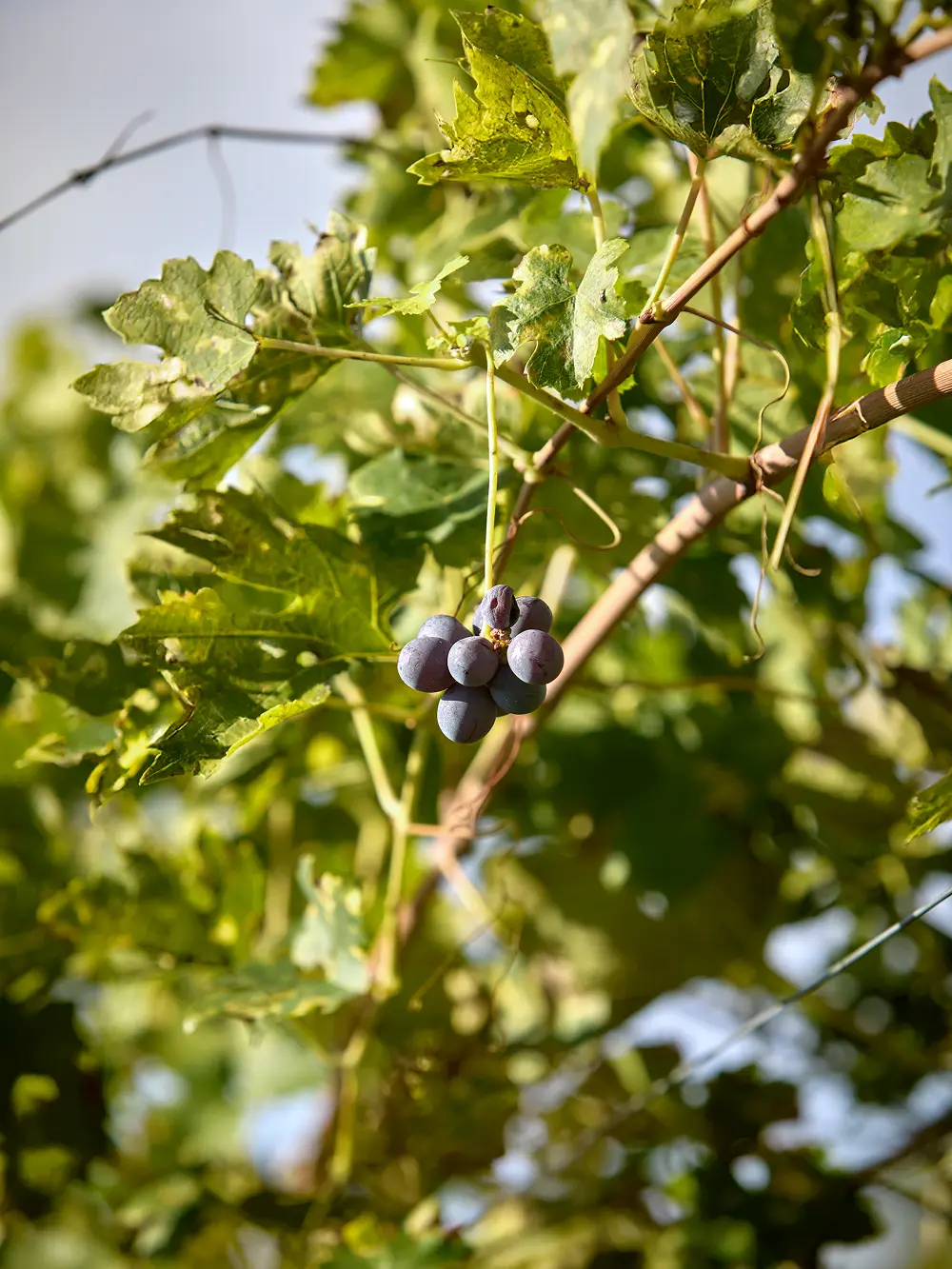piccolo grappolo di uva