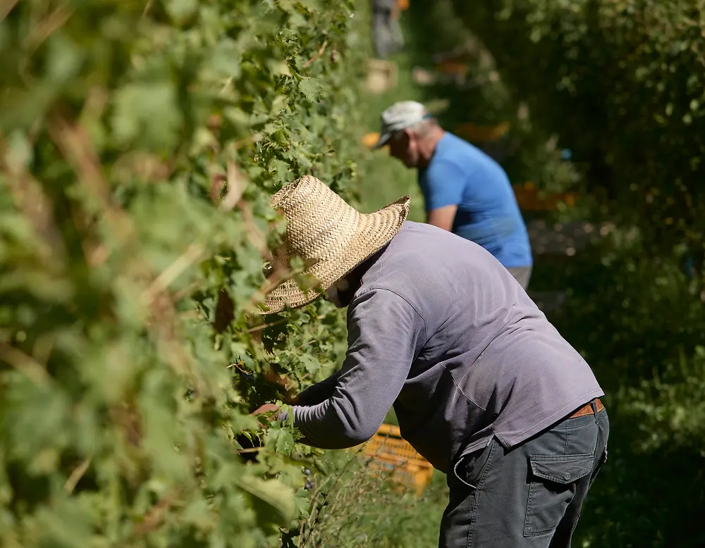 persone che vendemmiano a mano