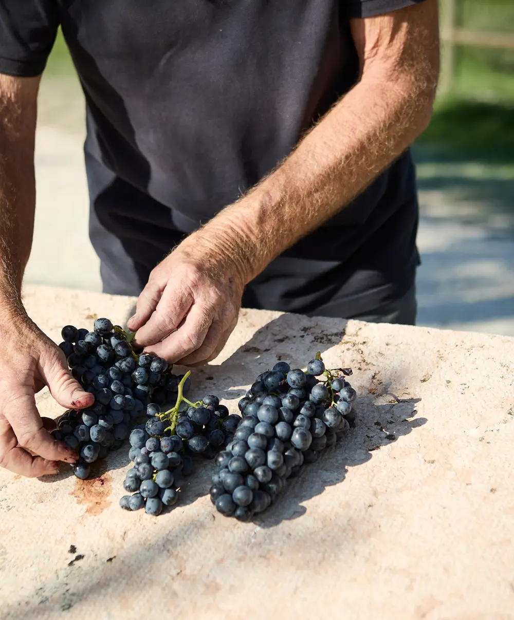 persona che appoggia con cura dei grappoli di uva