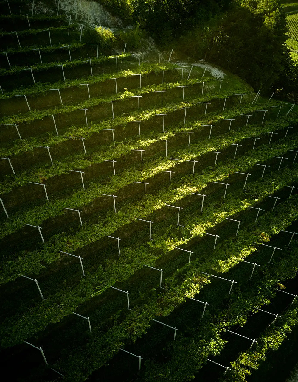 collina di vigneto capitel fontana