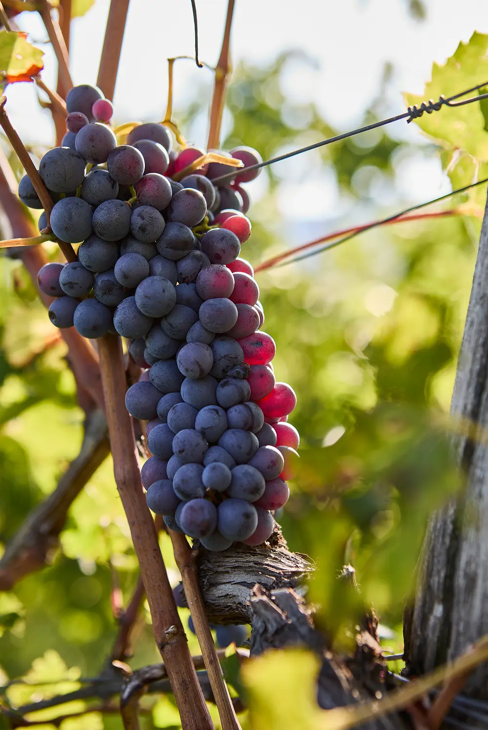 grappolo di uva nera