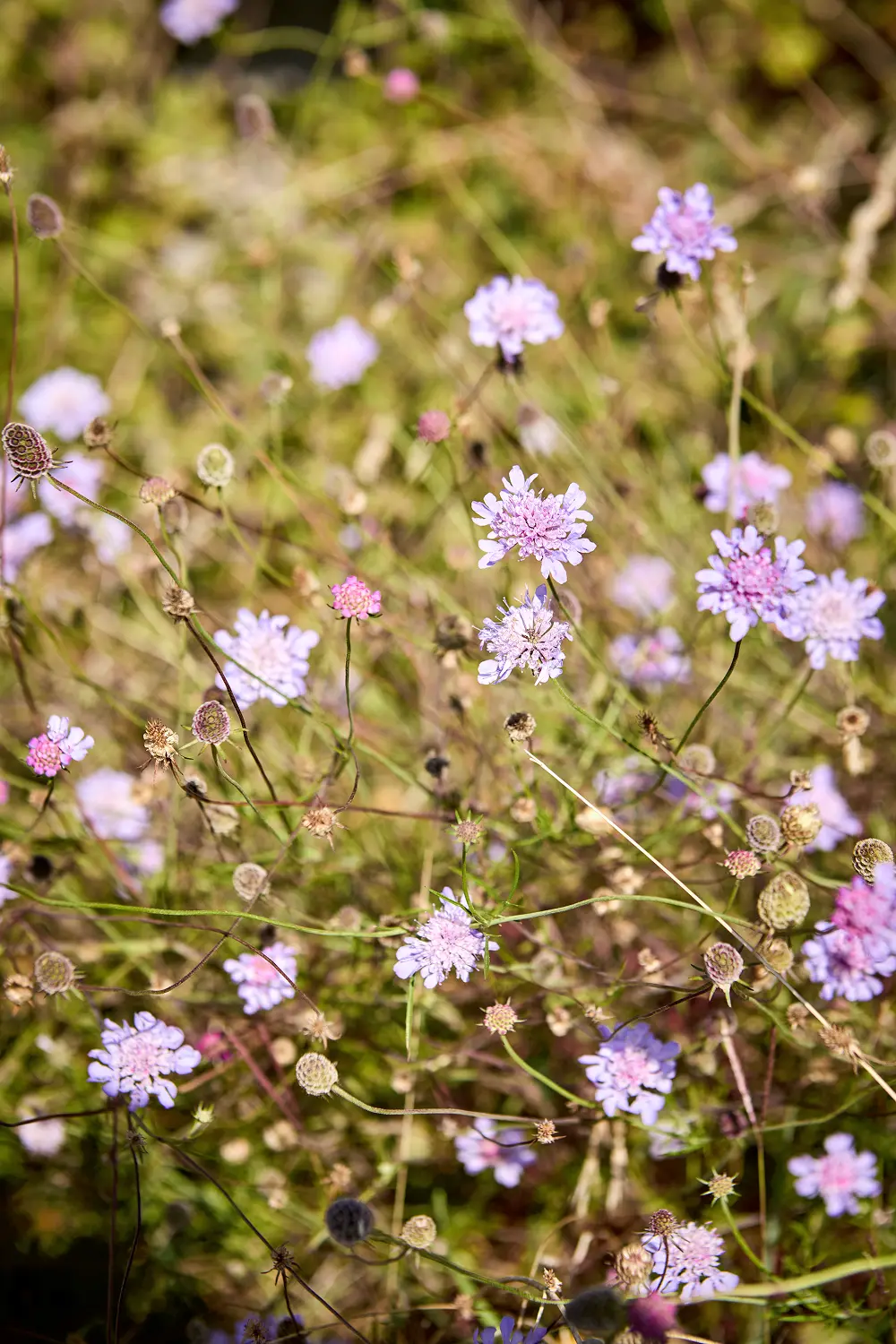 fiori di campo viola