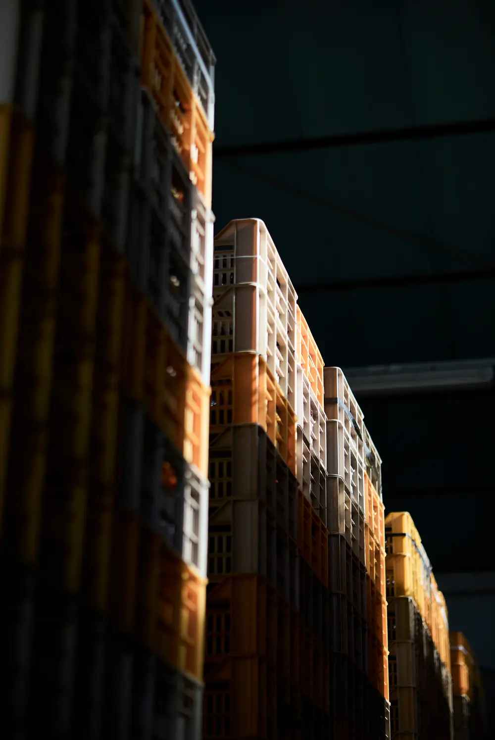 cassette di uva pronte per l'essicazione