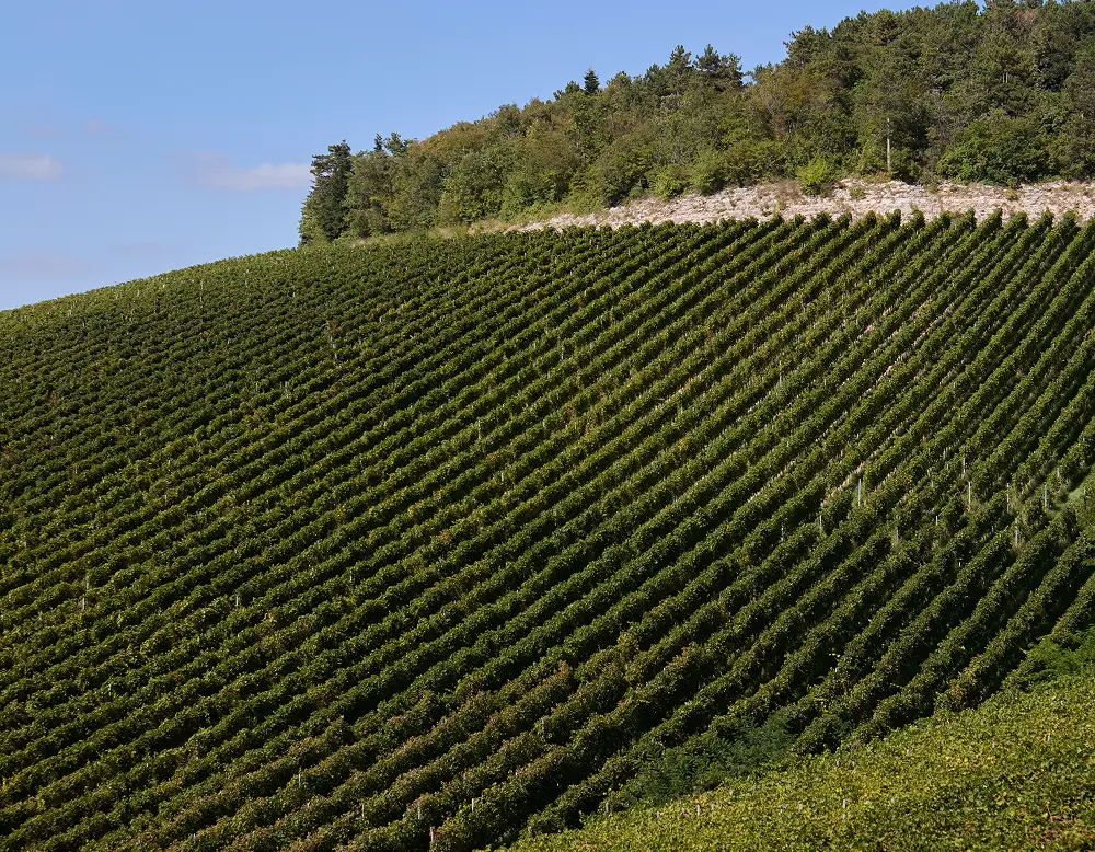 collina di vigna del vigneto lucchine
