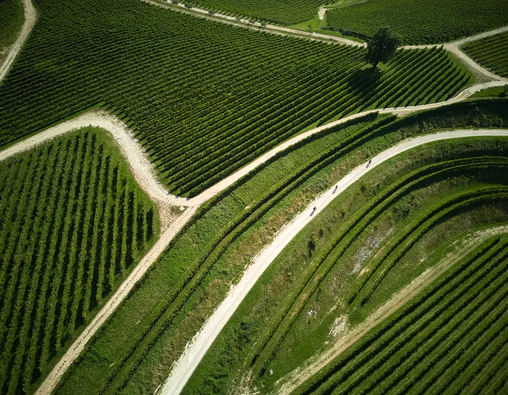 vigneti visti dall'alto per il vino marne 180