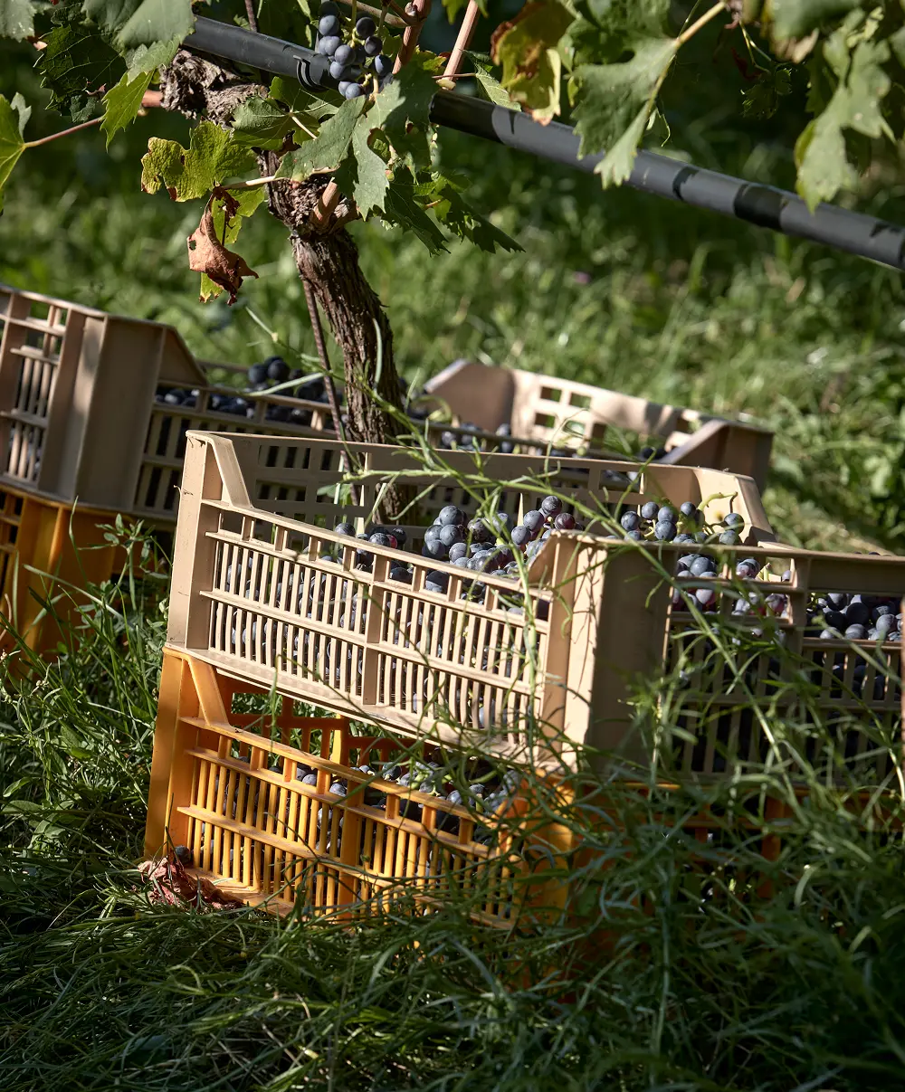 cassette di uva pronte ad essere trasportate in cantina