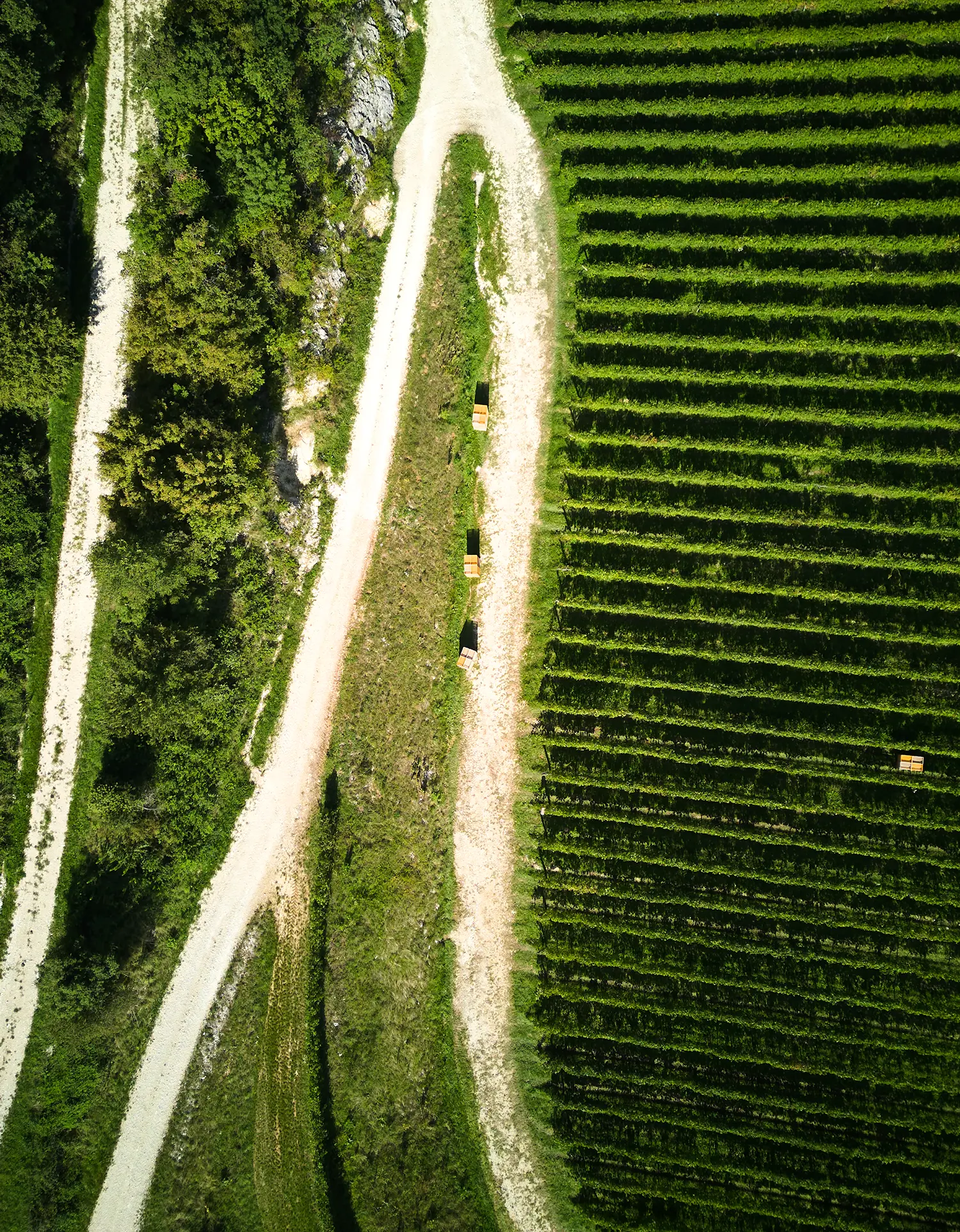 foto dall'alto del vigneto Marne 180