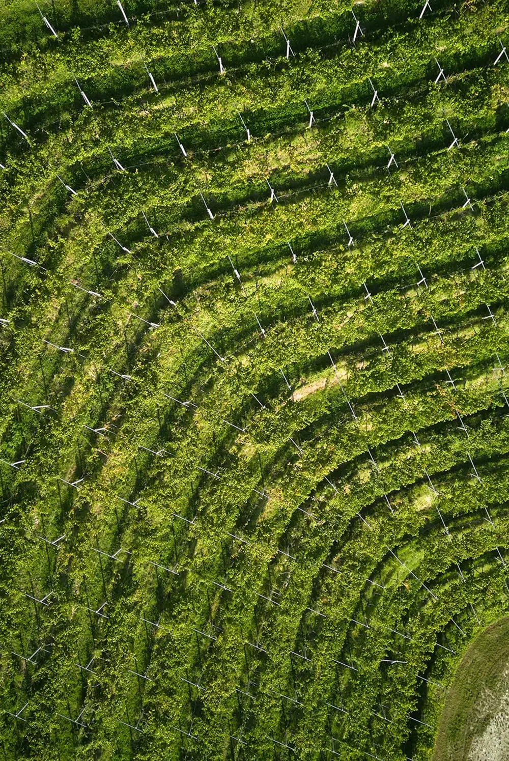 vigneto marne 180 da una vista dall'alto