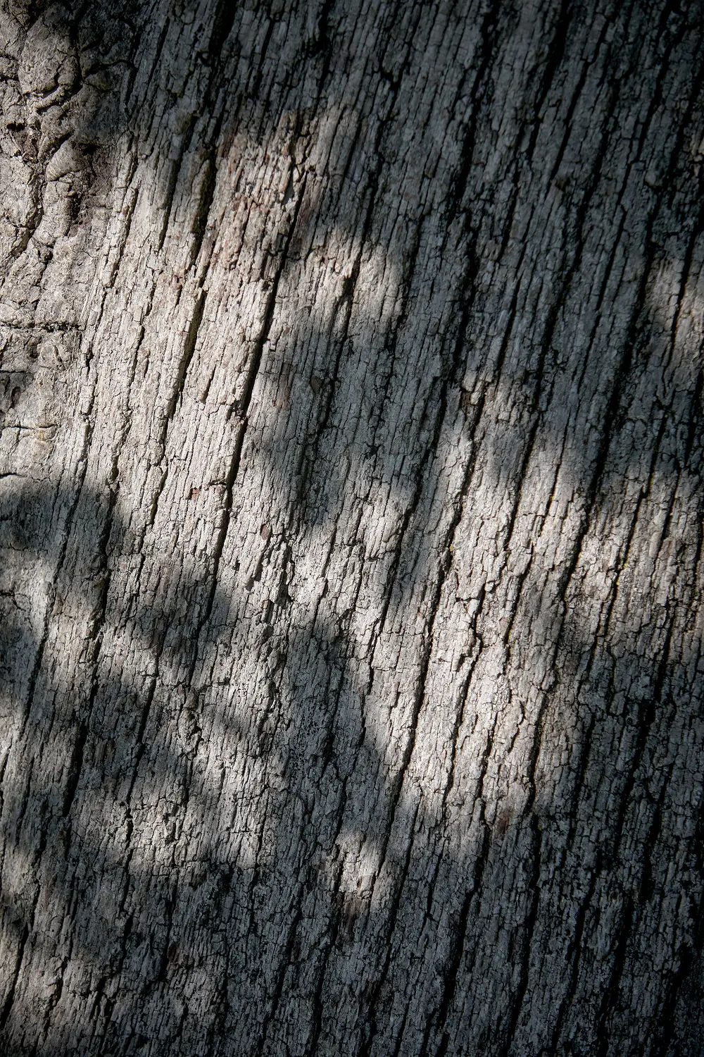 corteccia dell'albero