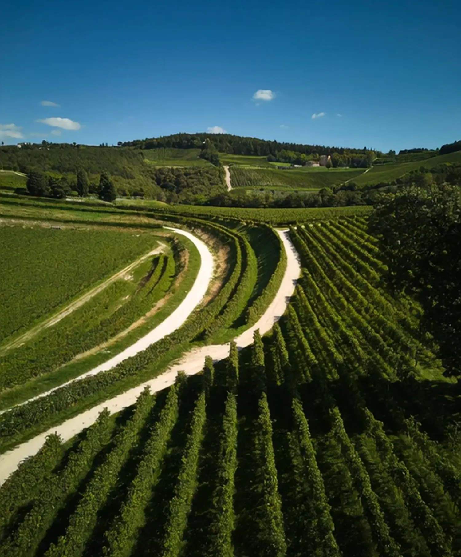 foto del vigneto maternigo