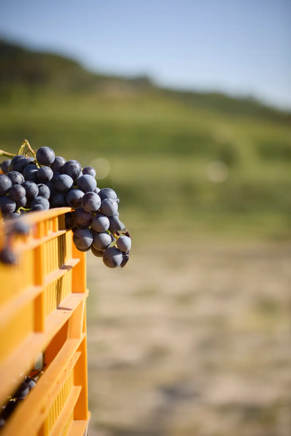 grappolo di uva nera