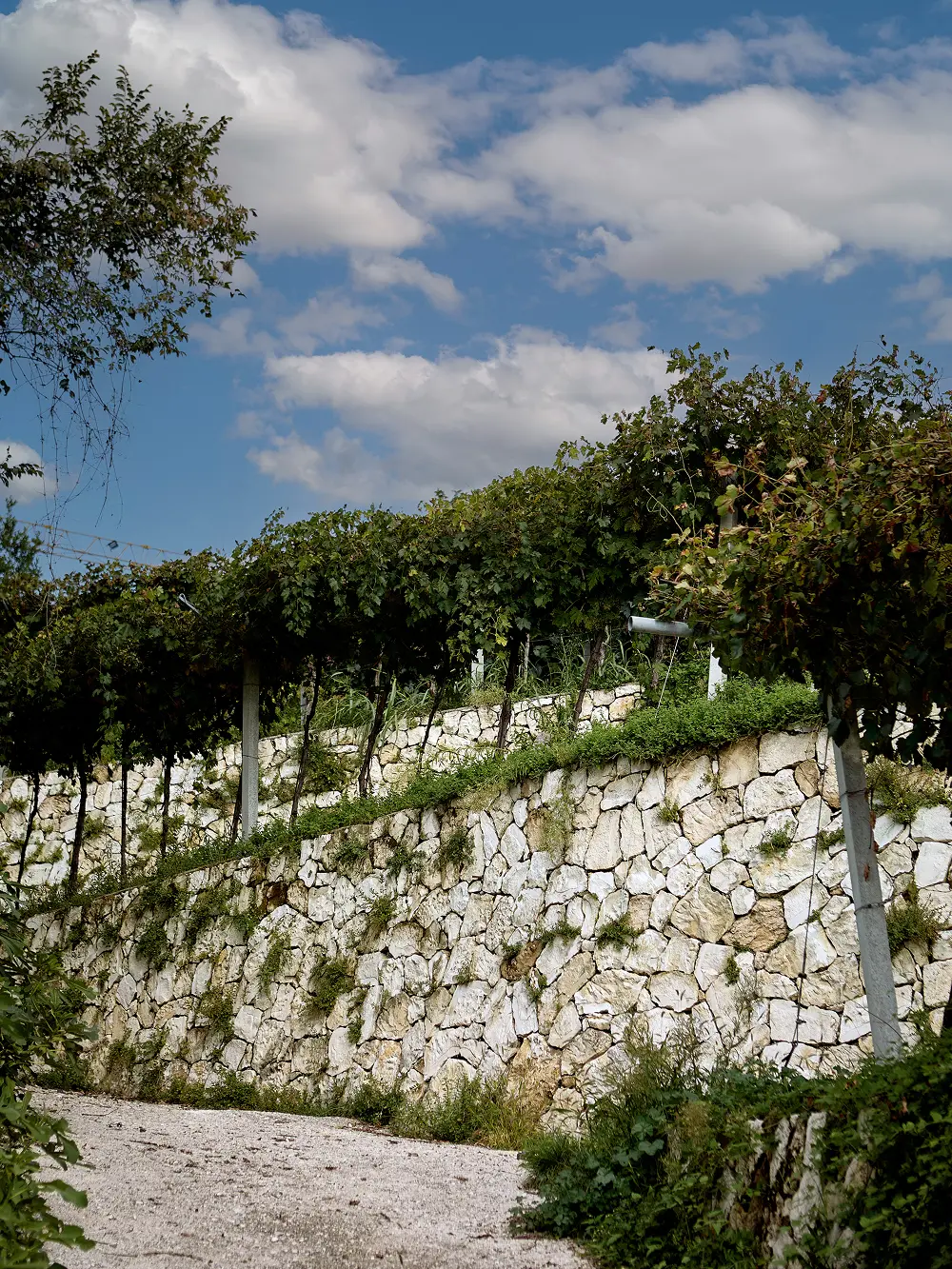 muro di roccia del vigneto