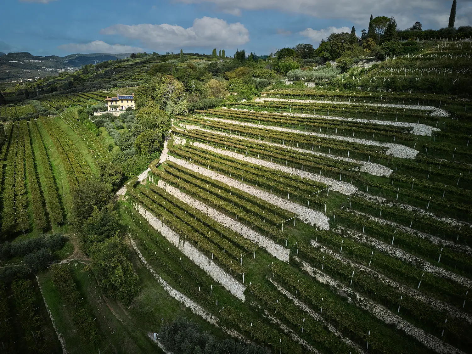 vigneto collinare di monte olmi