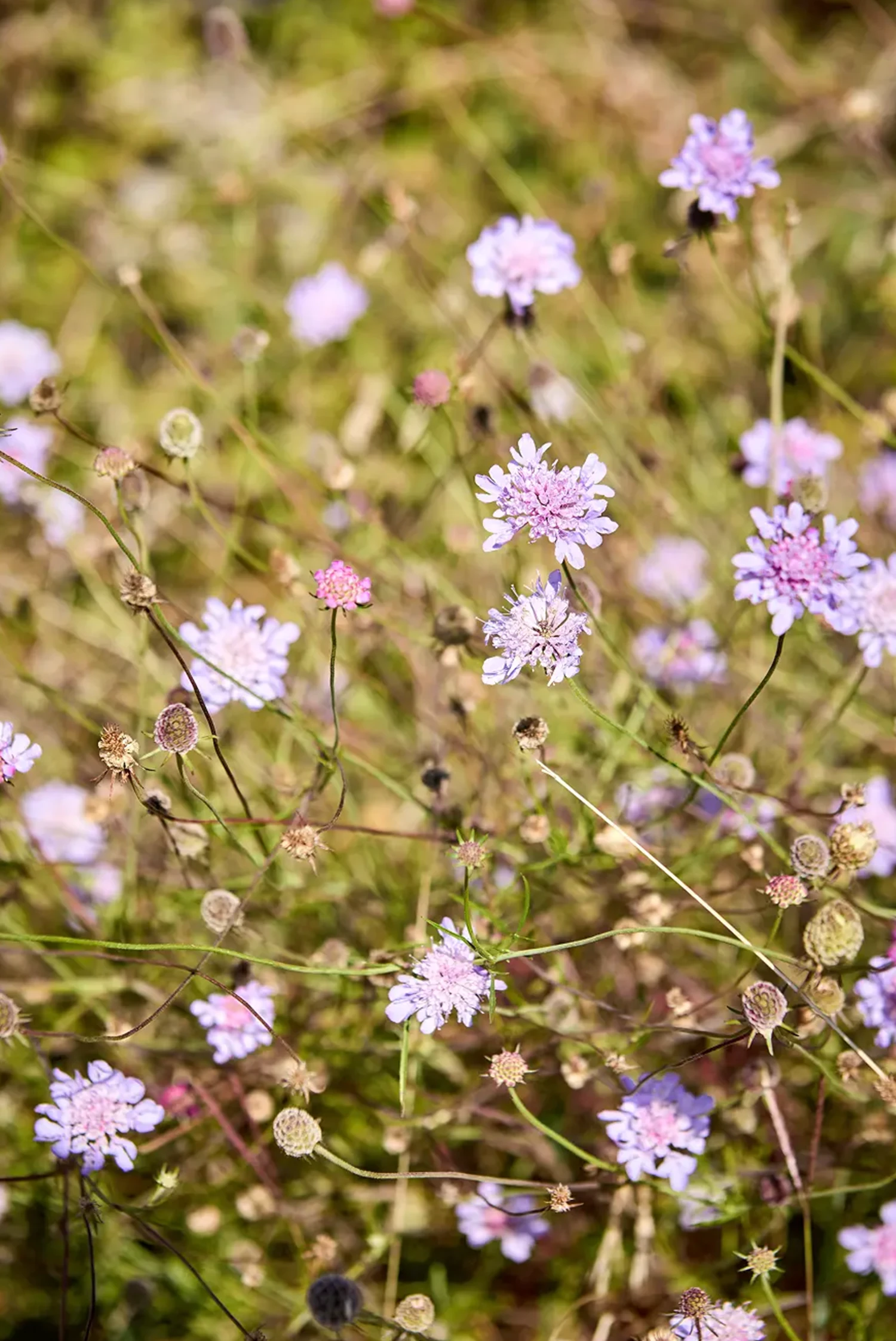 fiori di campo durante la vendemmia