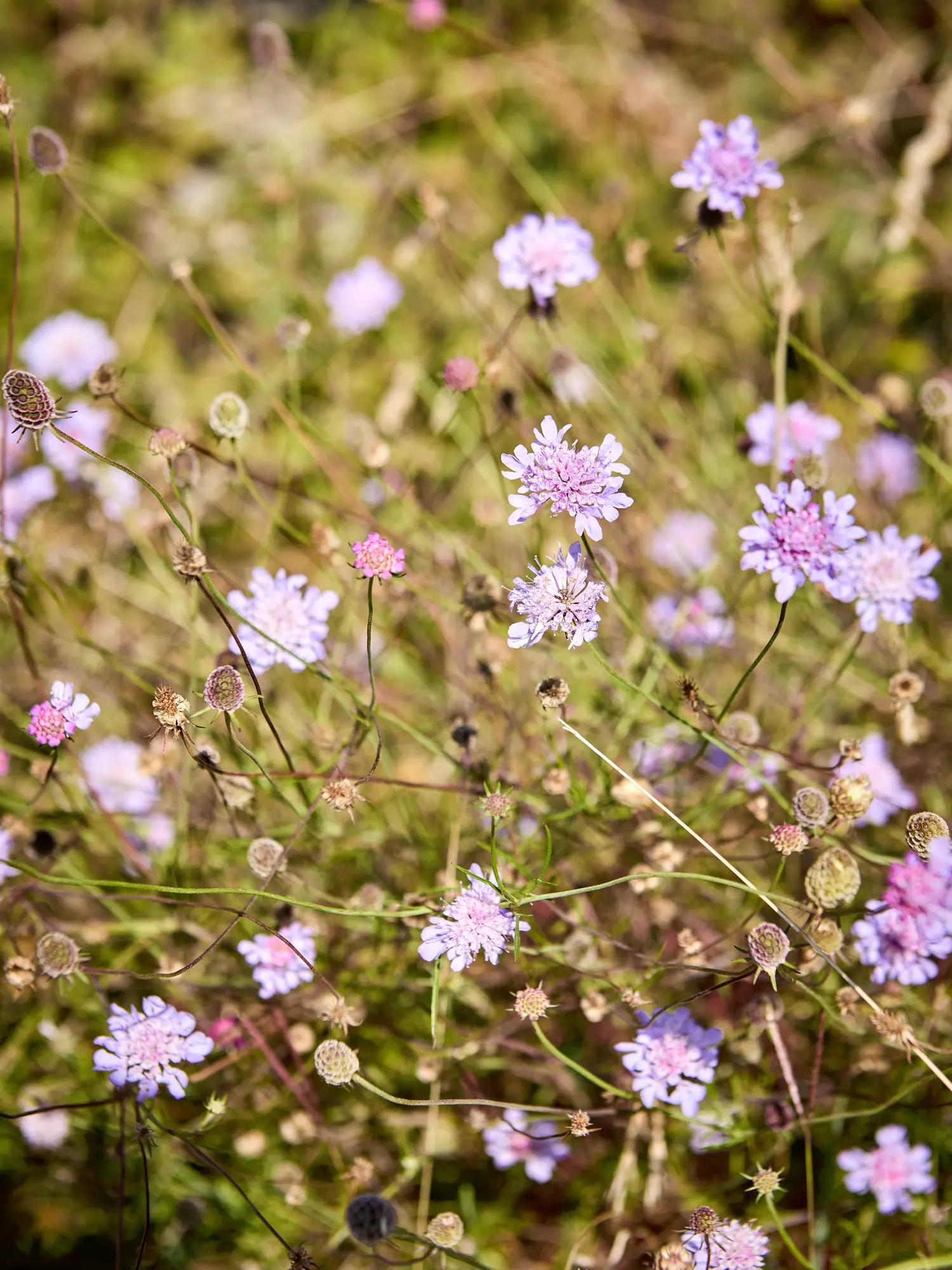fiori di campo viola