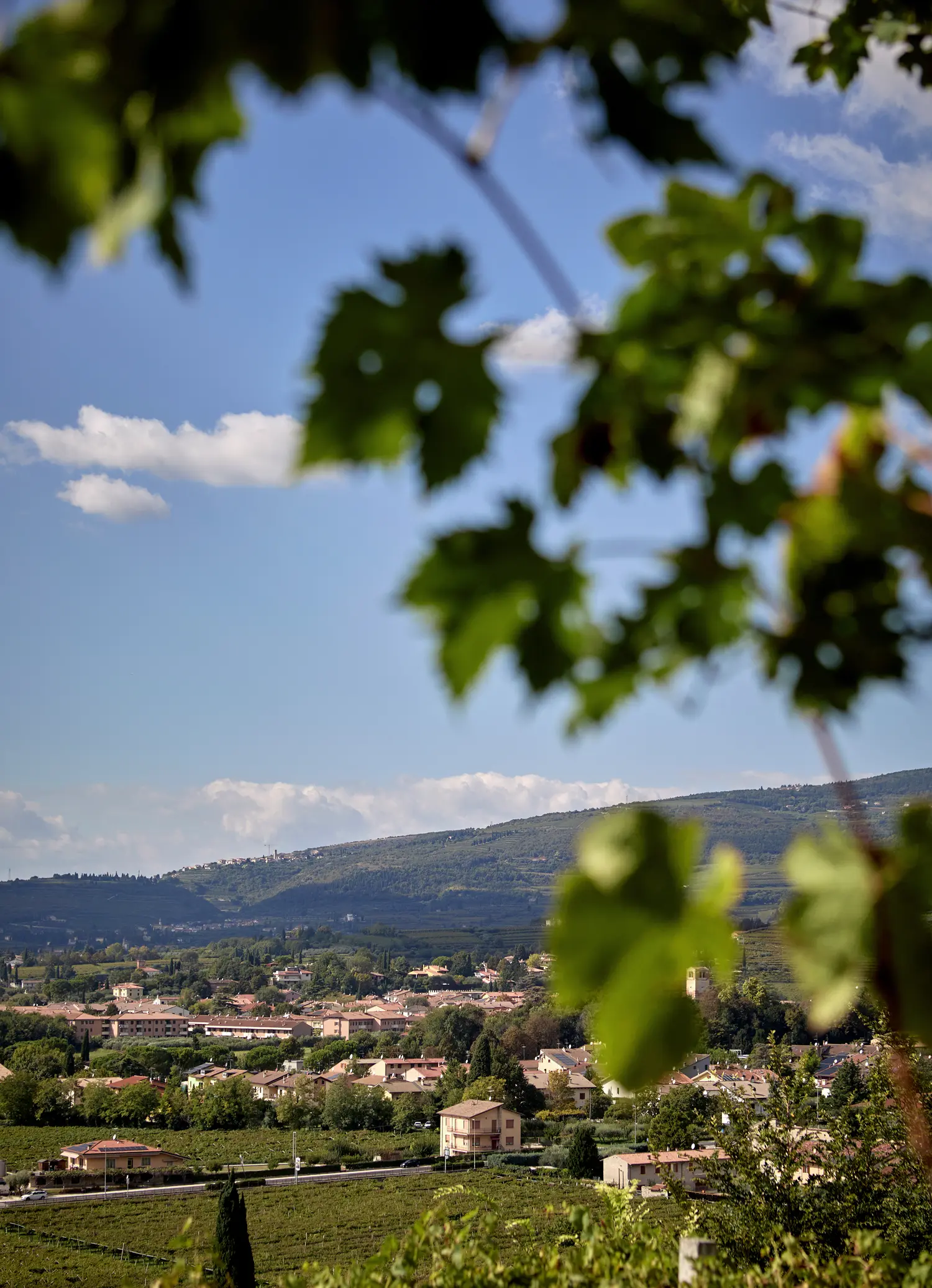 foglie di vigneto con dietro il paesaggio collinare