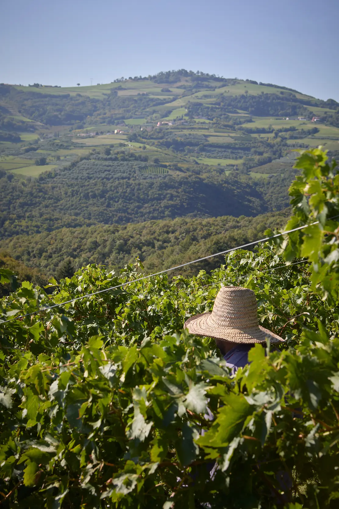 territorio del valpolicella