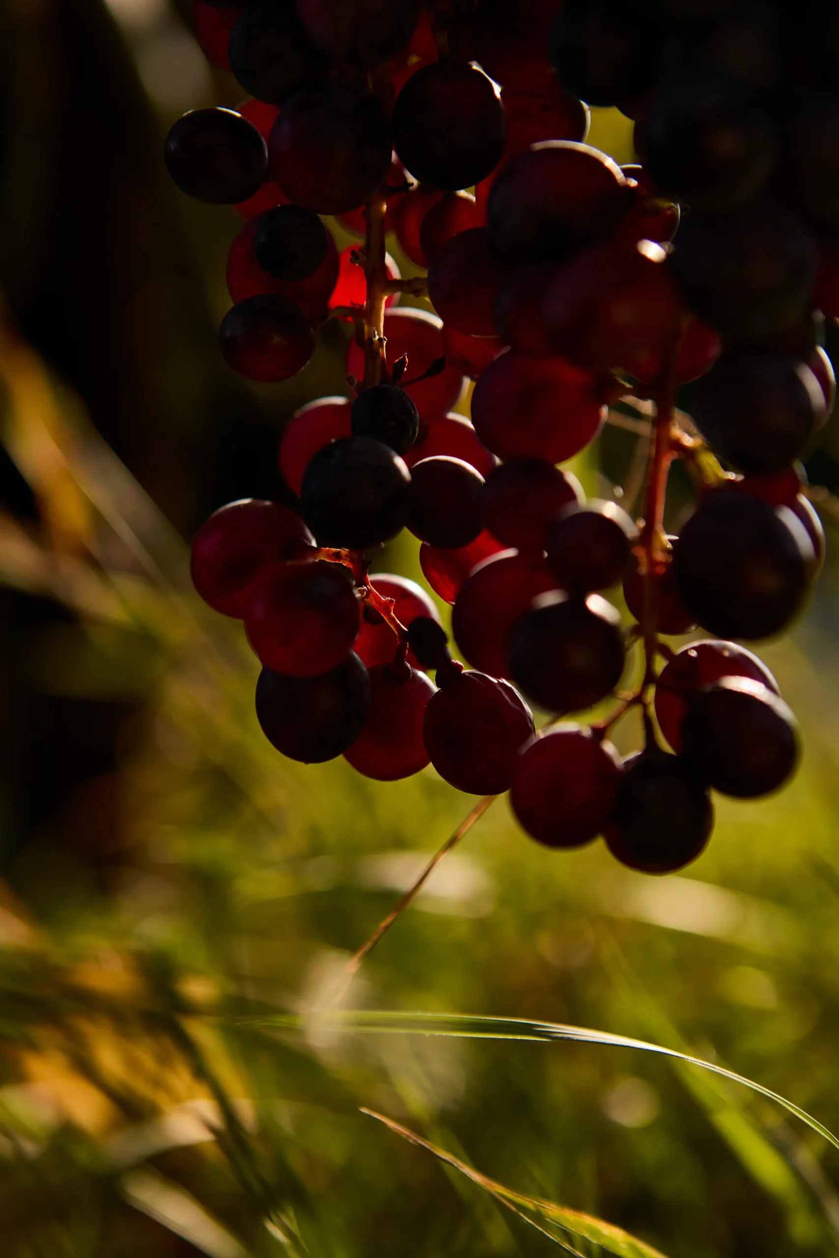 foto di grappolo di uva rossa