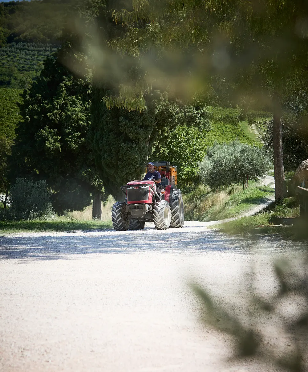 trattore che trasporta l'uva raccolta