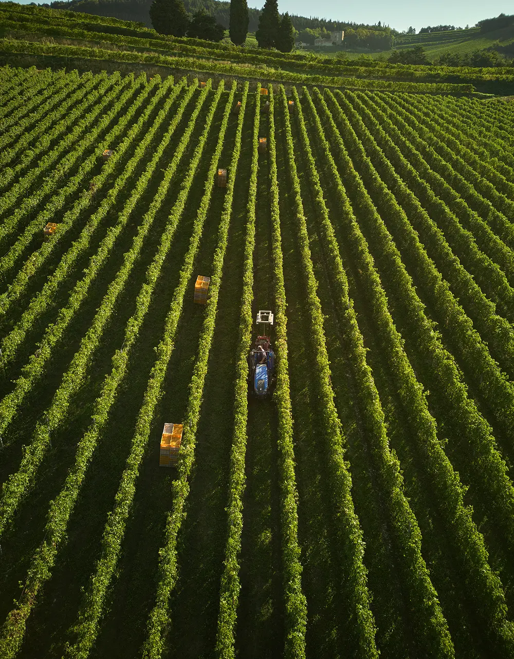 trattore circondato dal vigneto