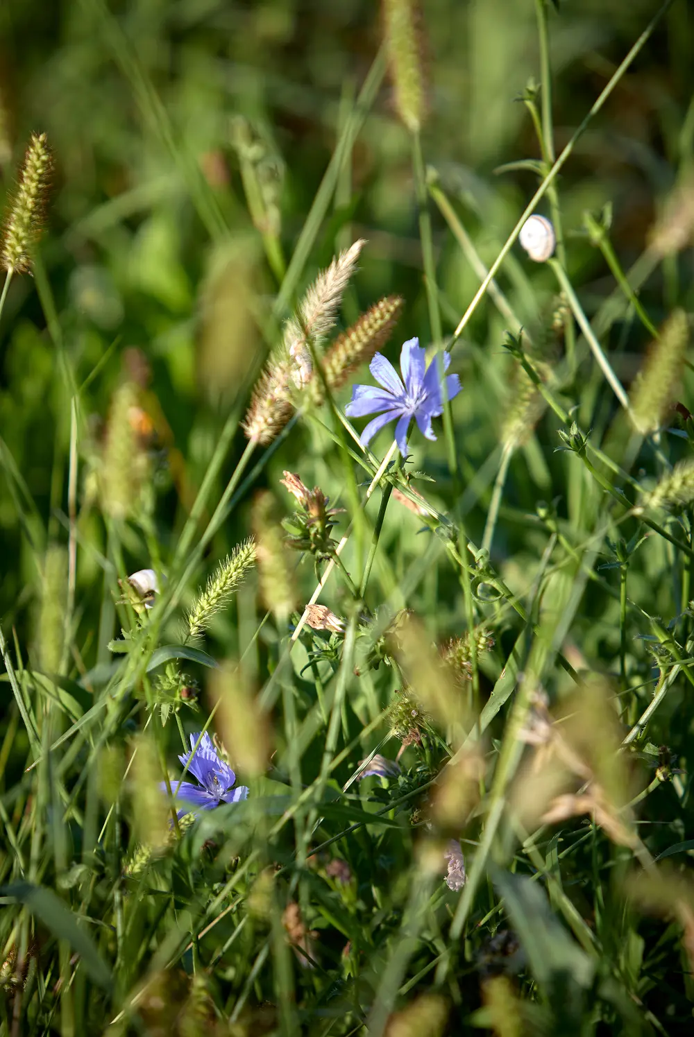 fiori di campo del valpolicella