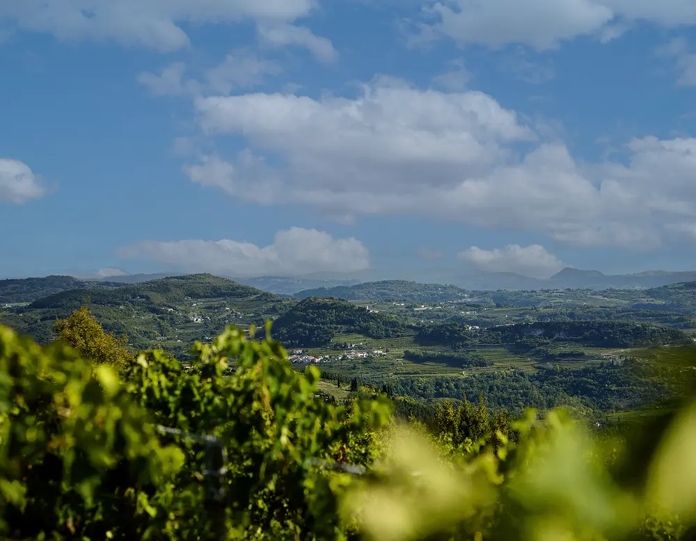 panorama visto dal vigneto fabriseria