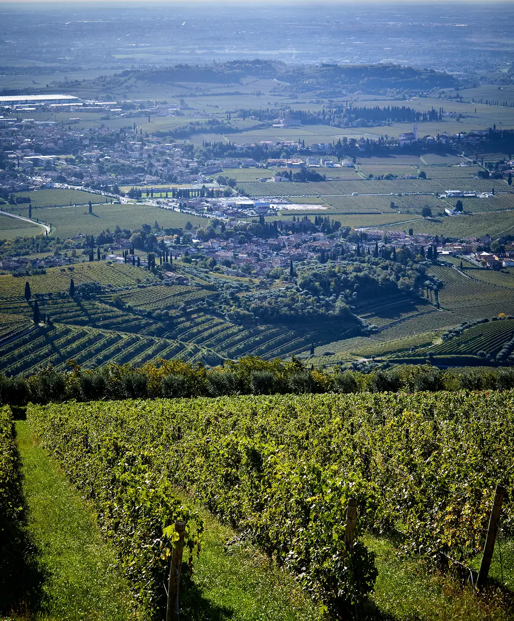 vigneto fabriseria con vista nel paese vicino