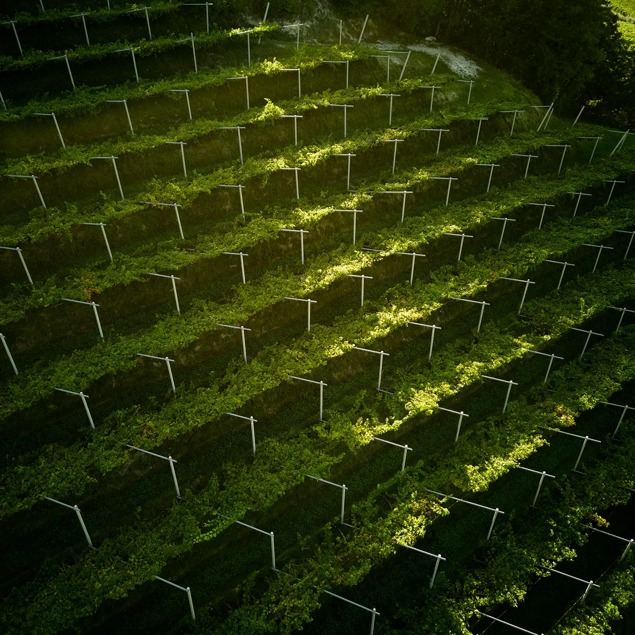 vigneto del valpolicella classico