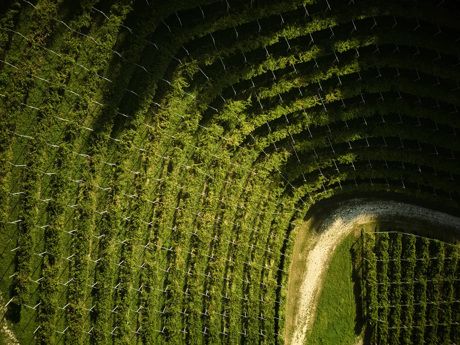 collina di vigna maternigo