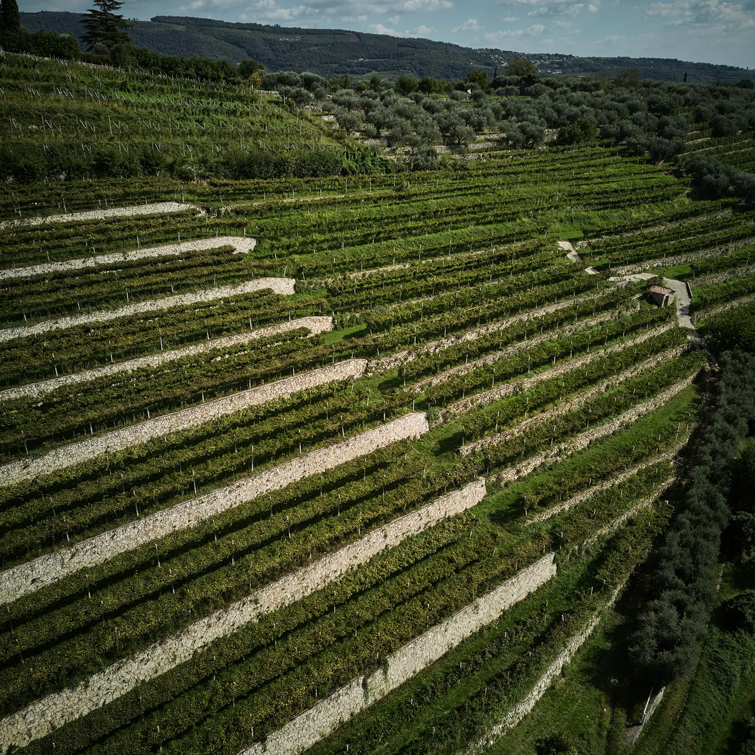 vigneto in collina monte olmi
