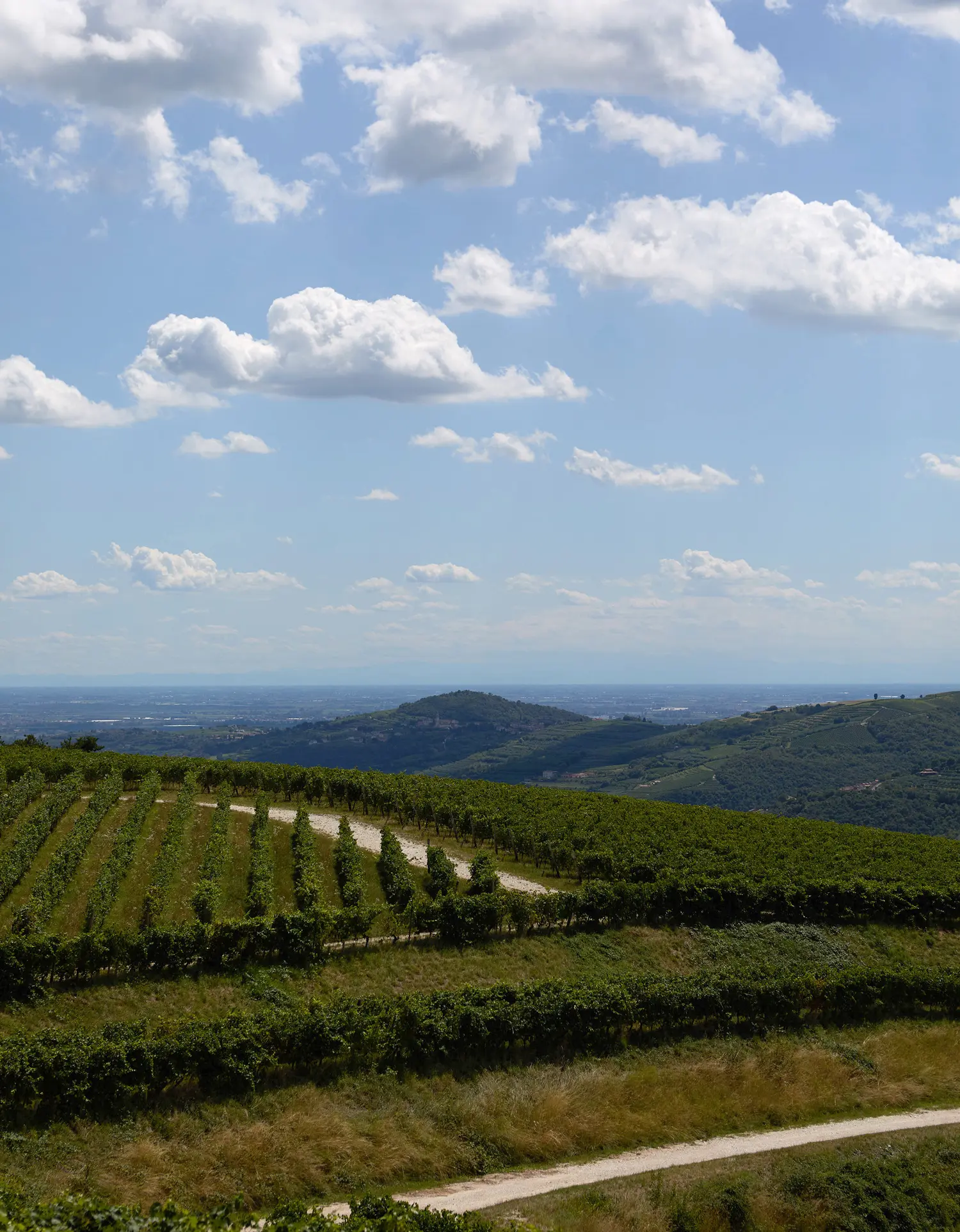 colline del valpolicella con vigneto