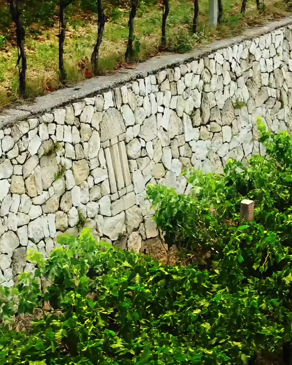 tour del vigneto maternigo