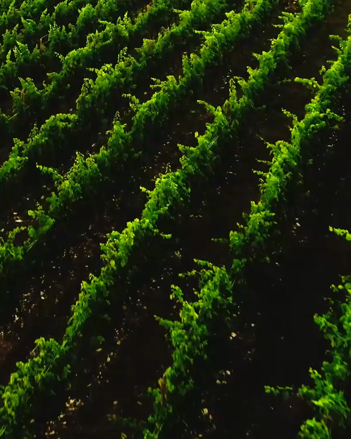 tour nel vigneto maternigo