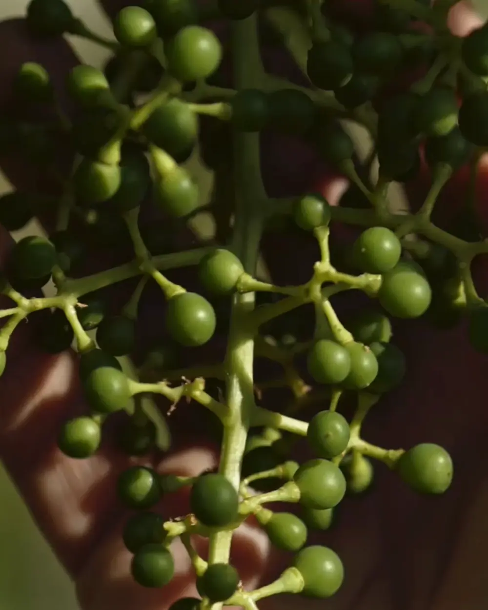 uva in fase di maturazione