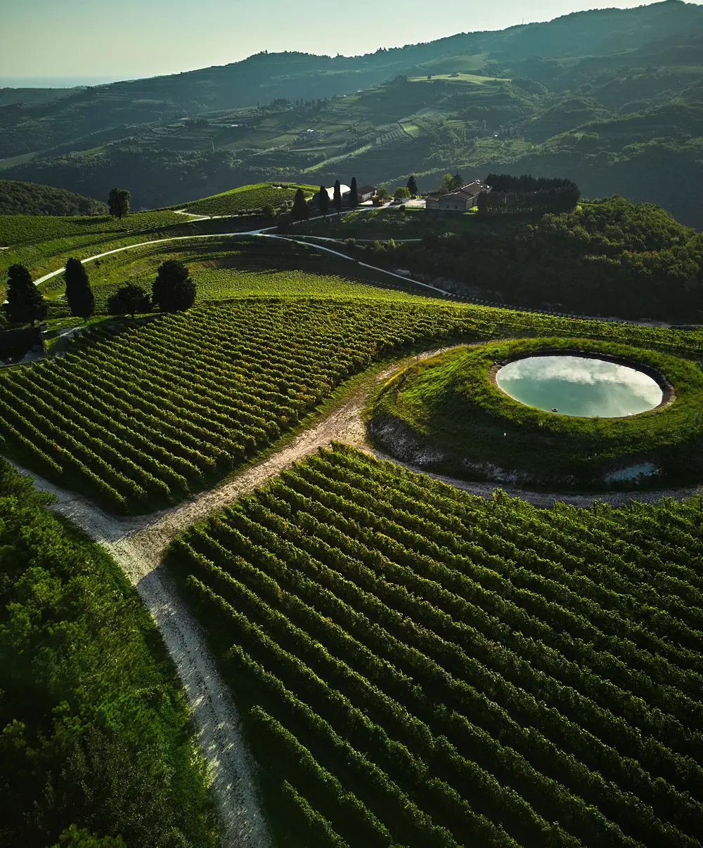 Vista dall'alto del vigneto
