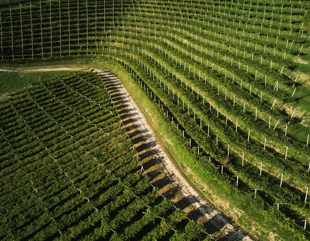fot del vigneto con strada centrale