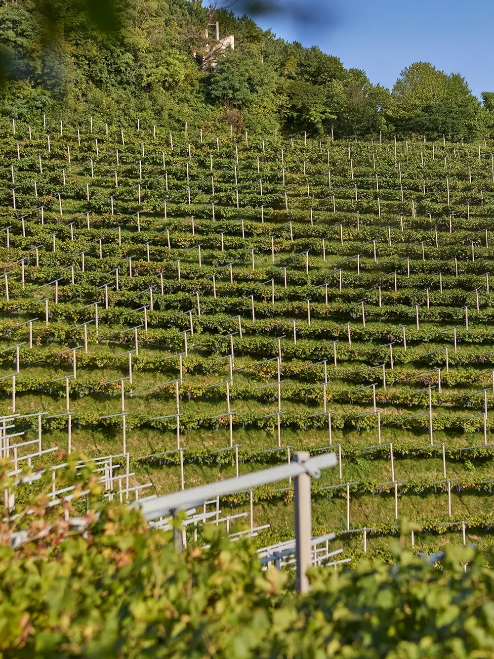foto del vigneto in collina in vendemmia
